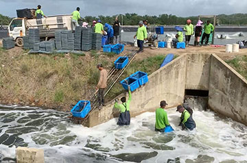 Shrimp farm workers harvesting the shrimps